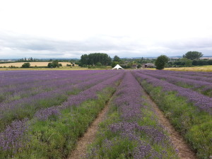 A group of members visited Hitchin Lavender Farm on 31 July 2013