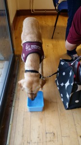 Bailey, trainee puppy, for Hearing Dogs for Deaf People